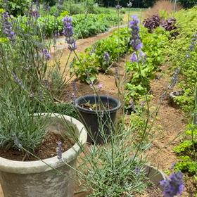 ラベンダーが咲いていますの画像