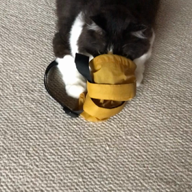 まちぶせからの〜〜〜、だあーーっ！の画像