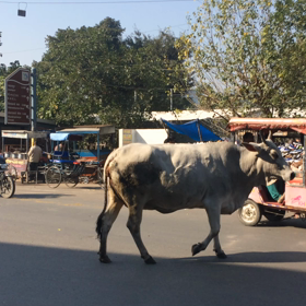 travel india day4-2の画像