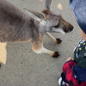 〜神戸どうぶつ王国〜の画像