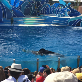 ▶︎イルカのショーの画像