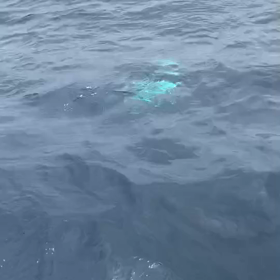 初の動画アップ！！の画像