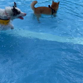 夏だ！プールだ！！②の画像