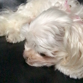 散歩いくの？の画像