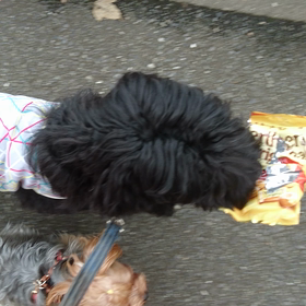 お利口さん(笑)の画像