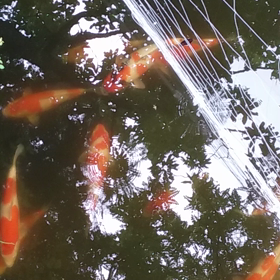 二歳立ての画像