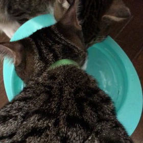 僕達、美味しいお水が大好き！の画像