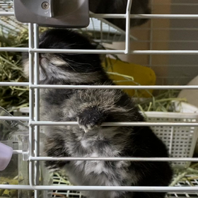 ツキノワグマ？の画像