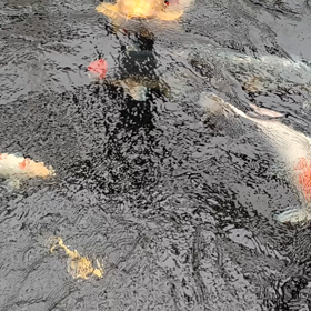 今のところ順調の画像