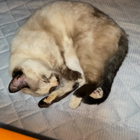 今日のマロンの画像