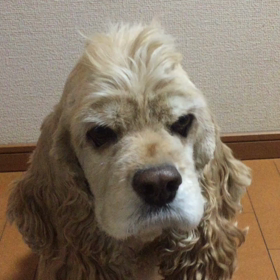 マロンちゃんの凄ワザの画像