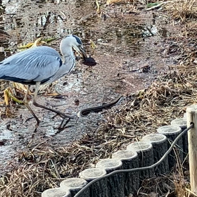 うなぎ！ヘビ！？シロサギがー！　石神井公園の画像