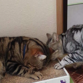 ジョーちゃん！邪魔にゃ～！の画像