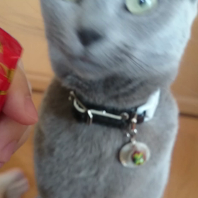 ちゅーる食べますよー！の画像