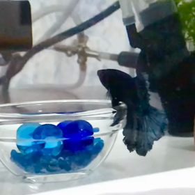 ビー玉を見つめるBerry君の画像