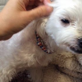 【動画】「びえる笑いのツボ」の画像