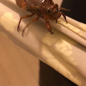 帰り道に遭遇！の画像