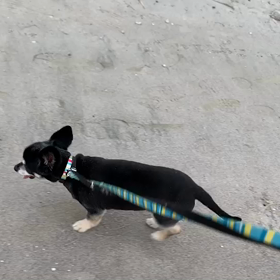 10月15日13わんこと1時間遠足  お台場の画像