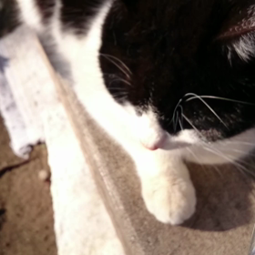 白黒ちゃん 動画の画像