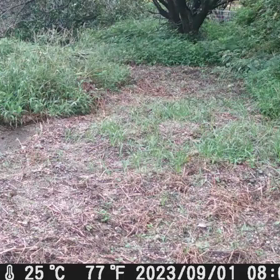 すぎぴたんの事件簿シーズン3　368話（カラスの行動）の画像