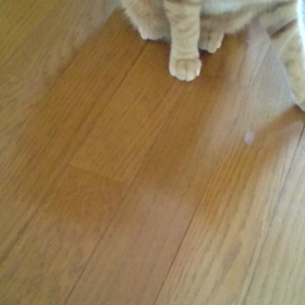 コタ動３の画像