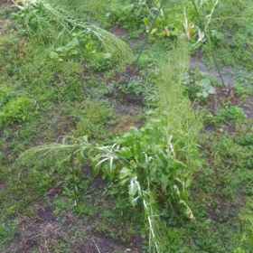 朝からこの声に…の画像