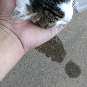 もふもふの画像