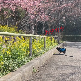 トイチワワの画像