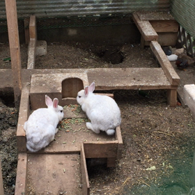 フライングルームの画像