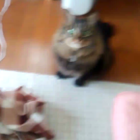 芸((;^_^A？)をする、と言えるかな？の画像