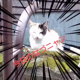 新たな１週間(=^ェ^=)の画像