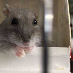 ぺろぺろぺろぺろの画像