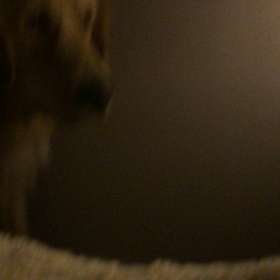 コテツの静かな夜の画像