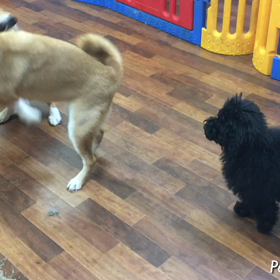 さつま君＆なつちゃんの画像