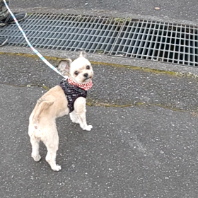 網編みがーの画像