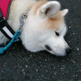 またも雨予報がづれて曇り時々小雨。イヤイヤダラダラながら未来丸朝散歩。たくさん他のワンちゃんに会の画像