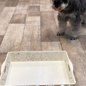 遊んでもらいましたの画像