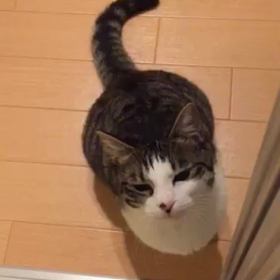 今日のネコの画像