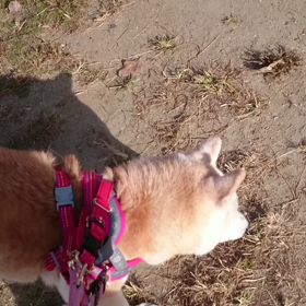 運動してます（追記）の画像