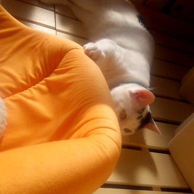 ミミオさんの朝(^_^)の画像