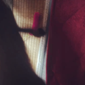 マメ避妊手術の画像