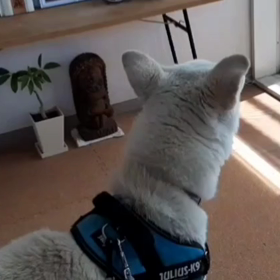 今日のシロくん 2の画像