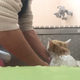 翔くんも、シャンプー終了の画像