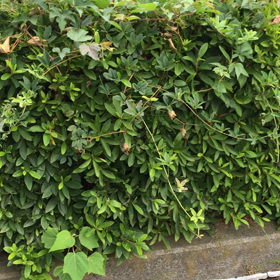 イリュージョンの画像