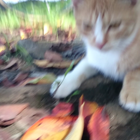 茶白ちゃん 動画の画像