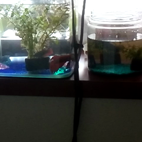 今日はこんにゃくの日　今日のあれこれの画像