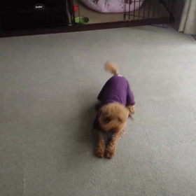 吠えるのよ☆の画像