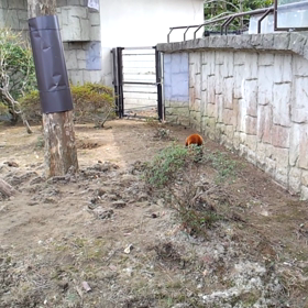 ほげほげの画像