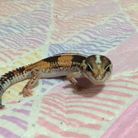 まめぞう闘病生活６日目の画像