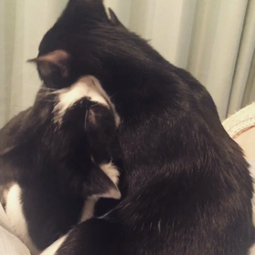 3兄妹同時んべんべの画像